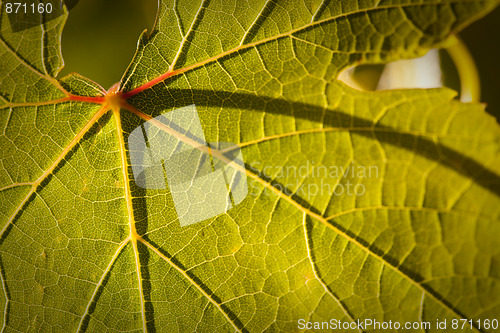 Image of Dramatically Lit Grape Leaf on the Vine