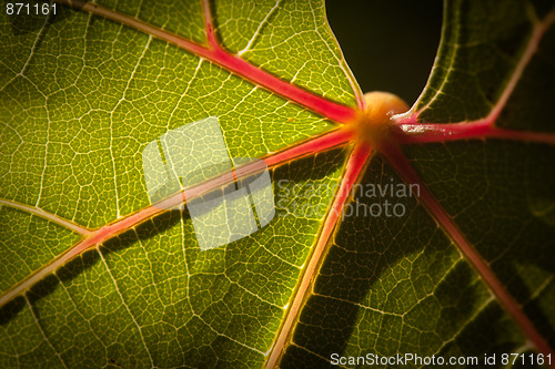 Image of Dramatically Lit Grape Leaf on the Vine