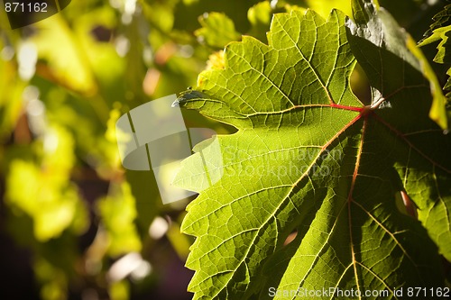 Image of Dramatically Lit Grape Leaf on the Vine