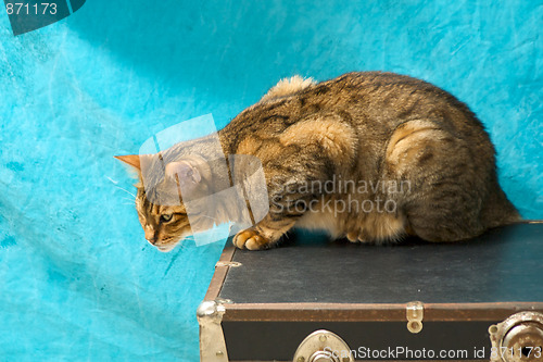 Image of bengal cat on old trunk