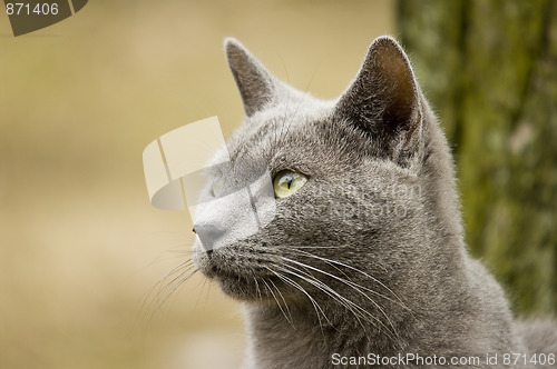 Image of Cat