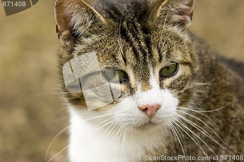 Image of Cat