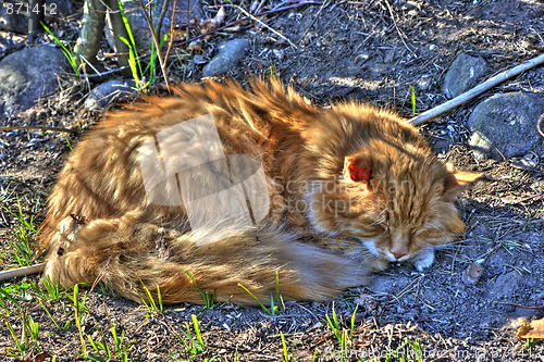 Image of Cat HDR