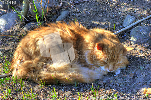 Image of Cat HDR