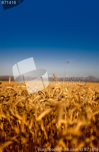 Image of Wheat field