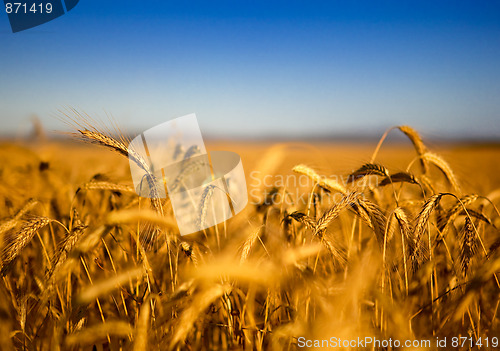 Image of Wheat field