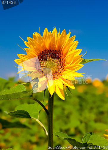 Image of Sunflowers