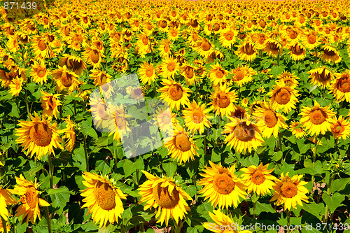 Image of Sunflowers