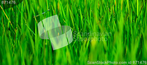 Image of Grass