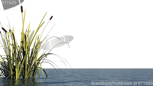 Image of reed