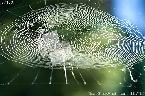 Image of Spiders Web