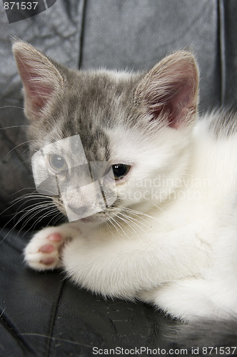 Image of Cat