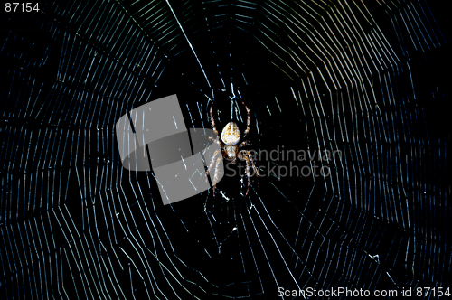 Image of Spider in the dark. Macro