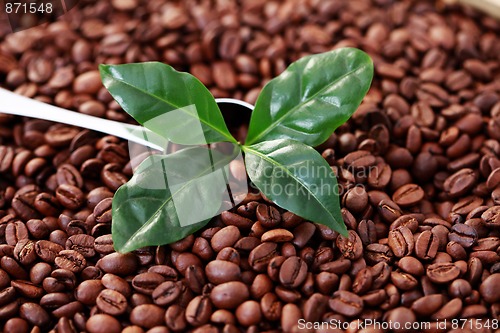 Image of spoon of coffee beans