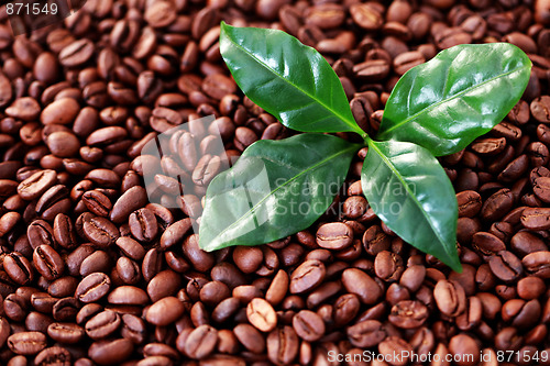 Image of coffee beans with coffe leaves