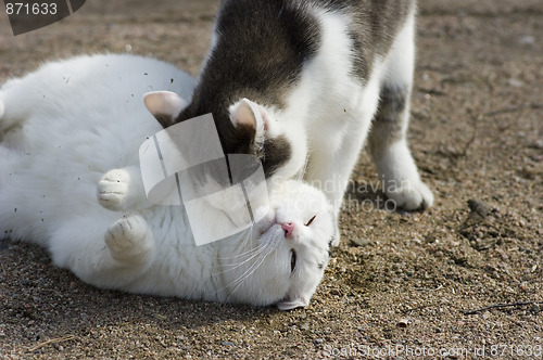 Image of Cats