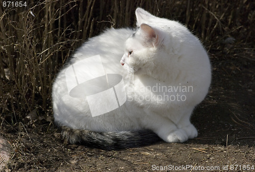 Image of Cat