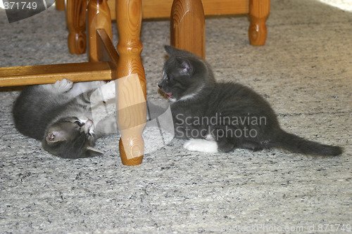 Image of Cats
