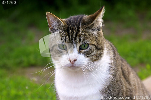 Image of Cat