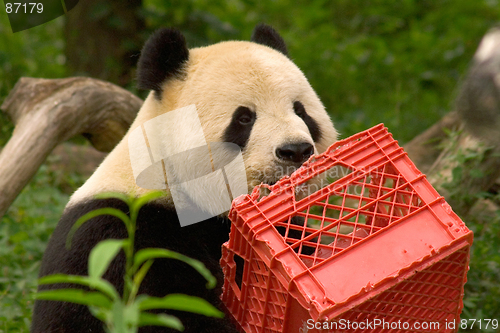 Image of Giant panda with milk crate at National Zoo in Washington 3