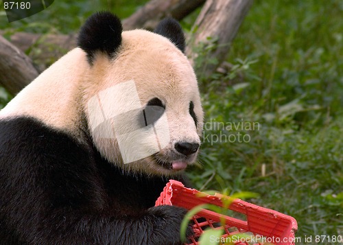 Image of Giant panda with milk crate at National Zoo in Washington 4