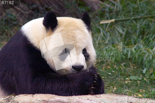 Image of Giant panda at National Zoo in Washington. 3