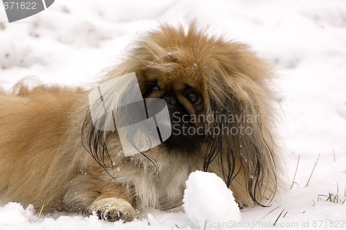 Image of Dog
