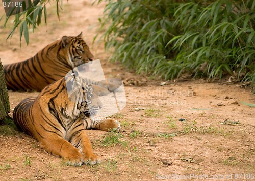 Image of Tigers at National Zoo in Washington 1