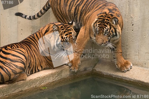 Image of Tigers at National Zoo in Washington 2