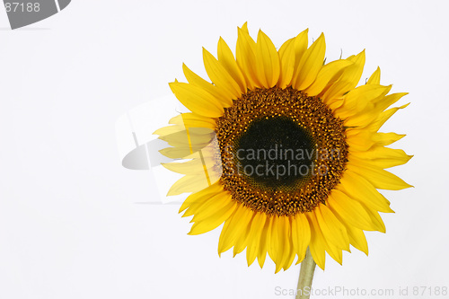 Image of Isolated Sunflower with copyspace