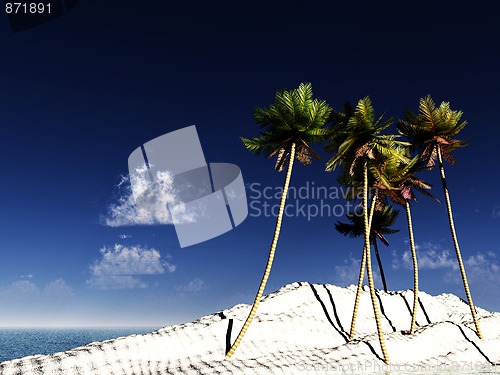 Image of Wild Palms