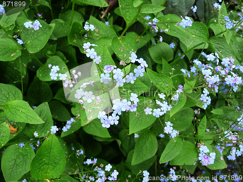 Image of Hosta Fortunei Flowers