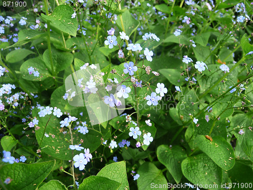 Image of Hosta Fortunei Flowers