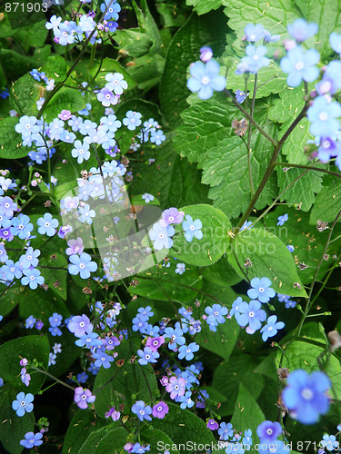Image of Hosta Fortunei Flowers