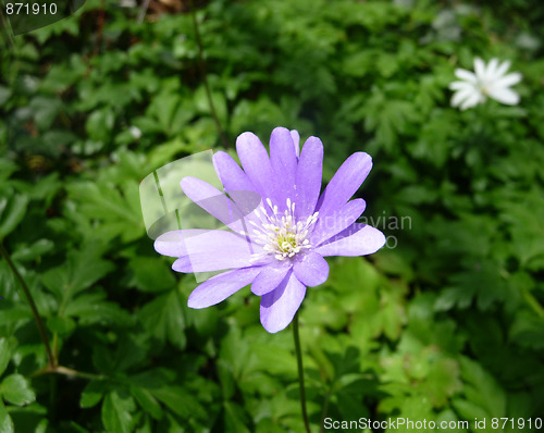 Image of Spring Time Flowers