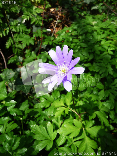 Image of Spring Time Flowers