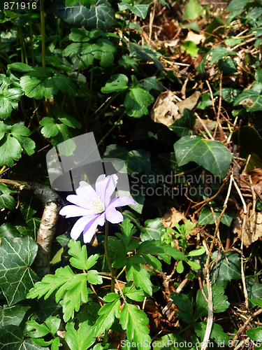 Image of Spring Time Flowers