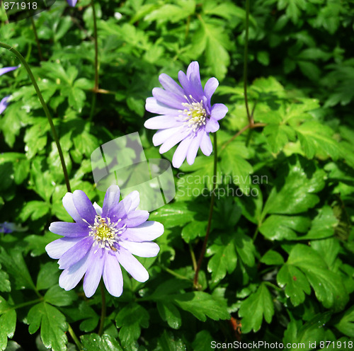 Image of Spring Time Flowers