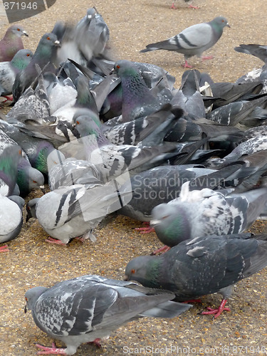 Image of Pigeons 