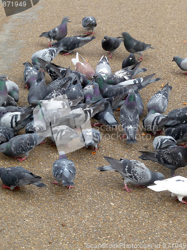 Image of Pigeons 