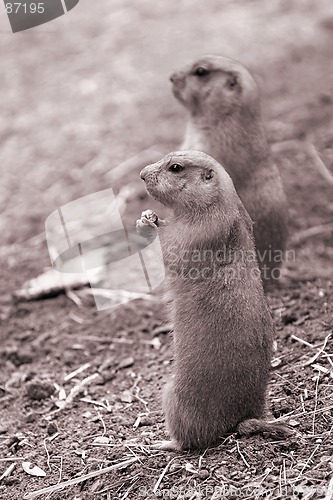 Image of Prairie Dogs on Lookout. B&W sepia.