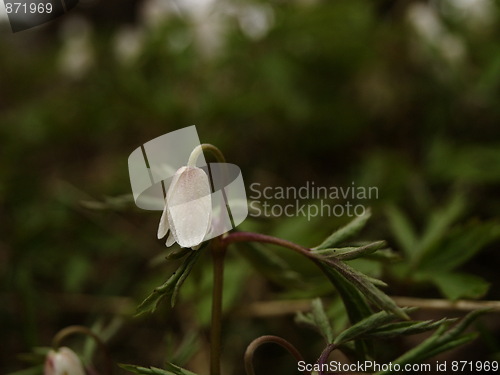 Image of white flower