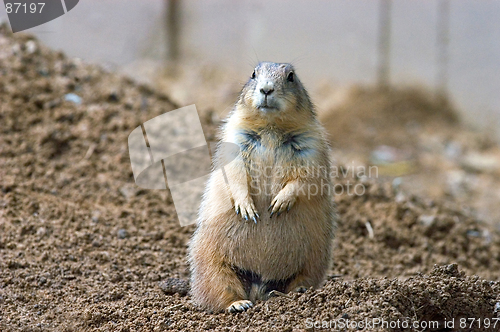 Image of Prairie dog on guard