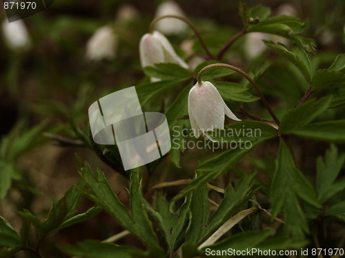 Image of white flower