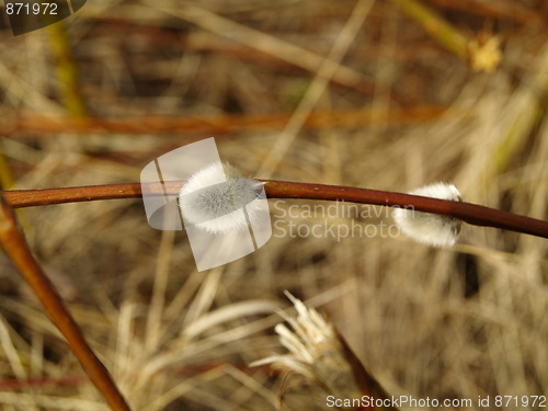 Image of white flower