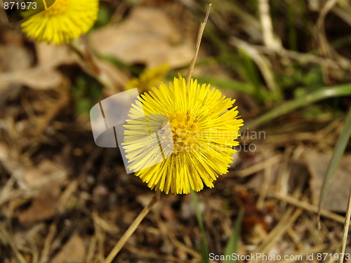 Image of yellow flower