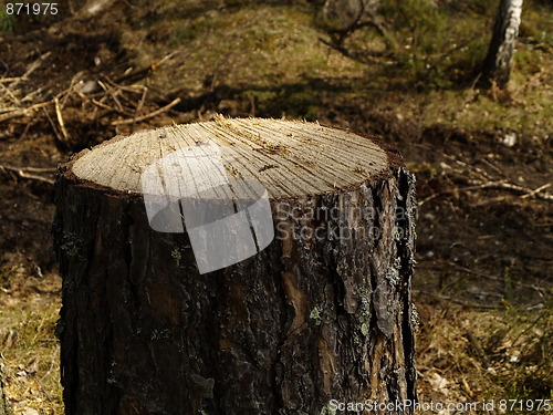 Image of stump