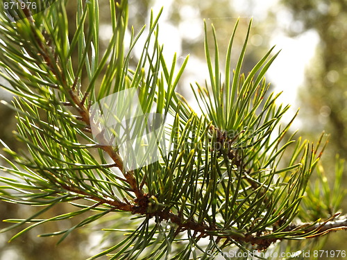 Image of pine tree leaves