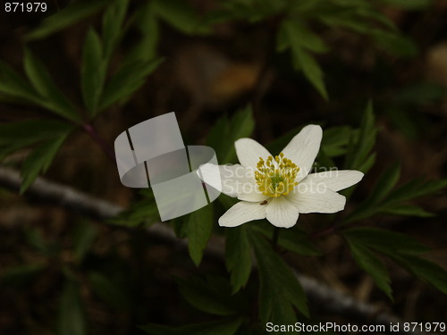 Image of white flower