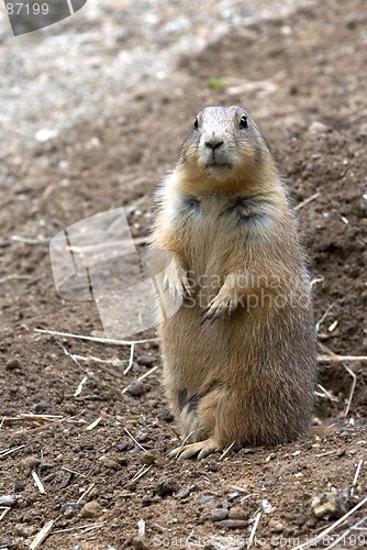 Image of Prairie dog on lookout.